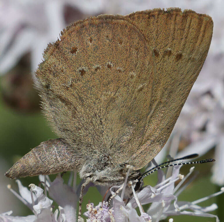 Image of Satyrium fuliginosa (Edwards 1861)