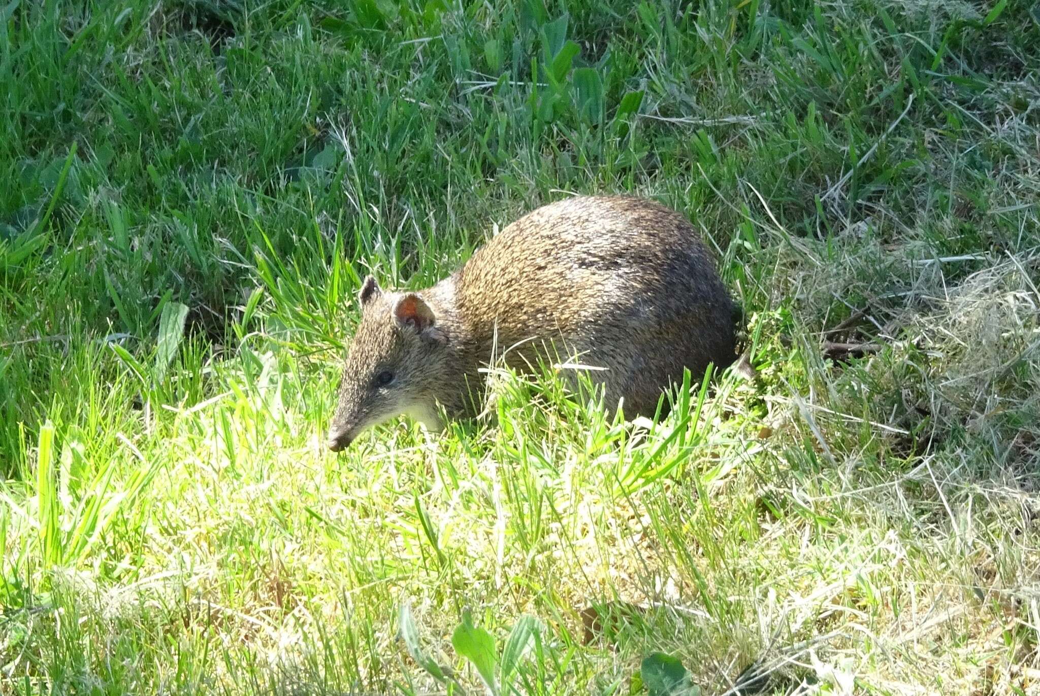 Image of Nuyts Southern Brown Bandicoot