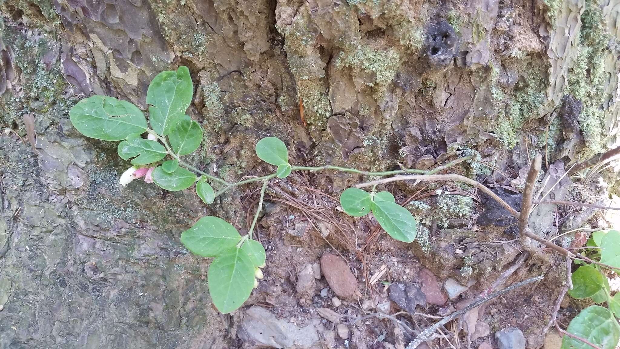 Sivun Vaccinium hirsutum Buckl. kuva