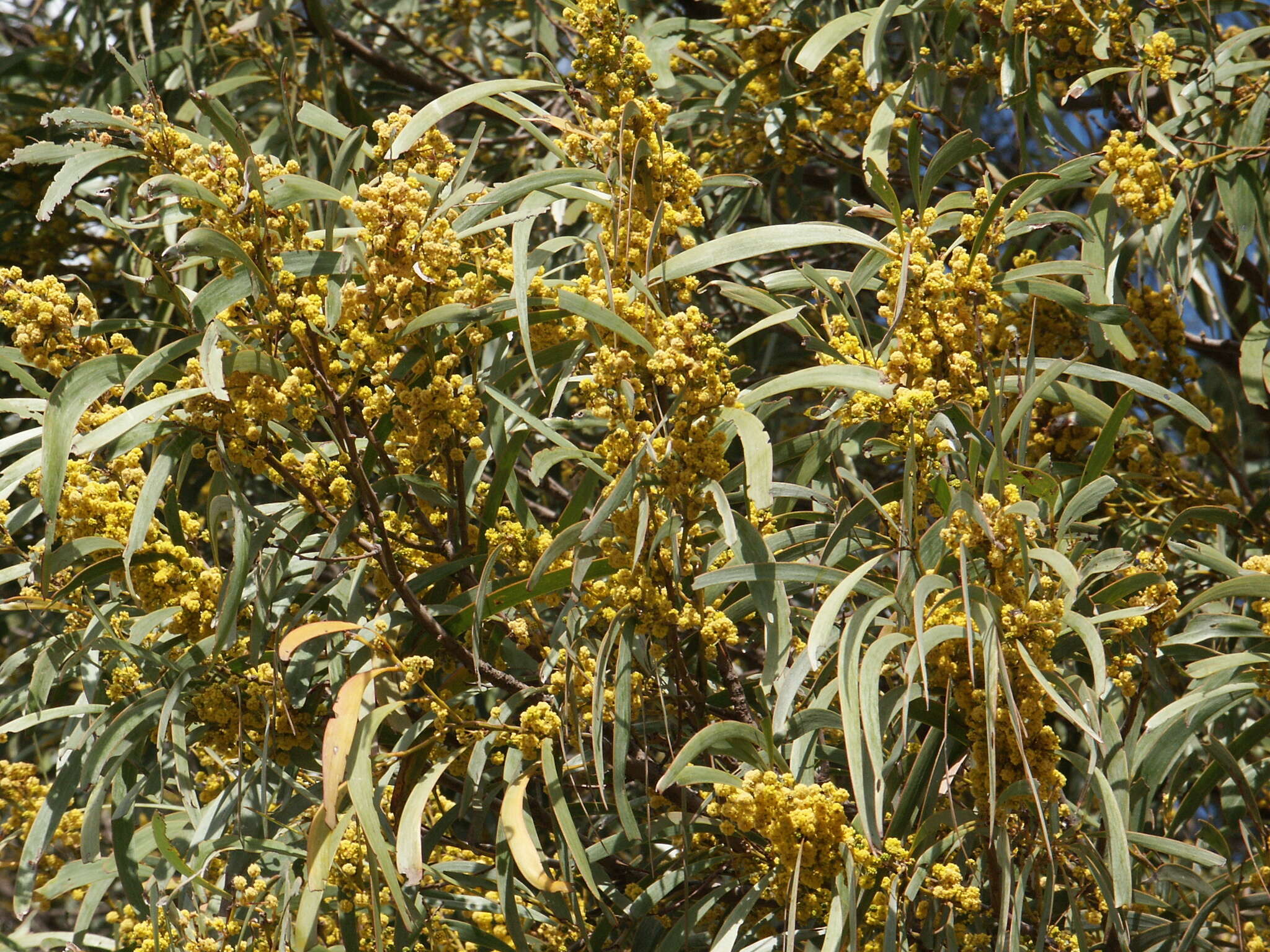 Image of Acacia harpophylla F. Muell. ex Benth.