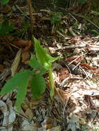 Image of Arum italicum subsp. canariense (Webb & Berthel.) P. C. Boyce