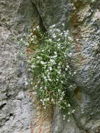 Image of Petrocoptis glaucifolia (Lag.) Pau