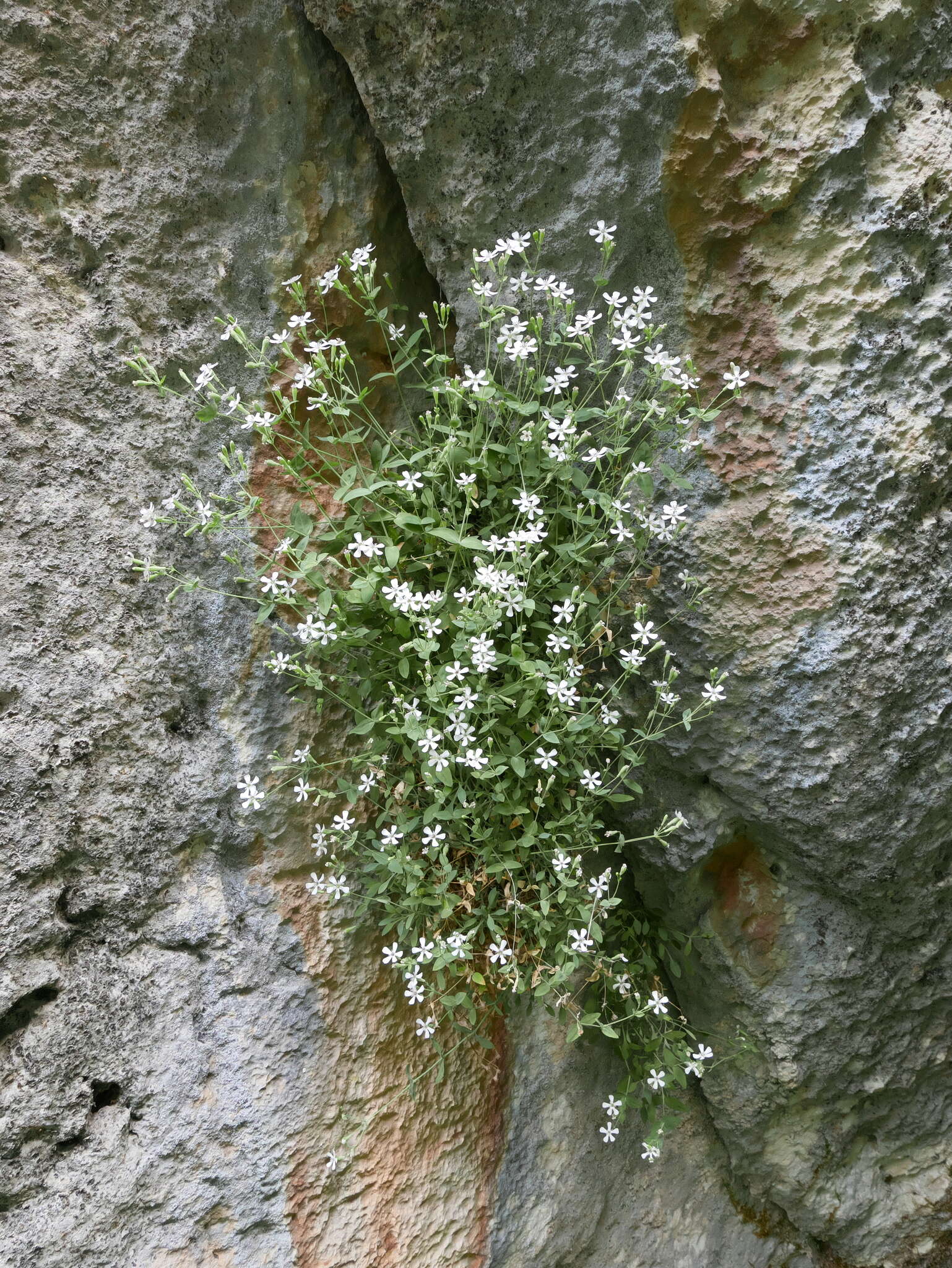 Image of Petrocoptis glaucifolia (Lag.) Pau