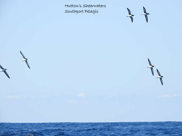 Image of Hutton's Shearwater