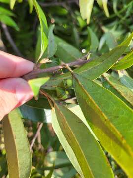 Licaria parvifolia (Meisn.) Vattimo-Gil resmi