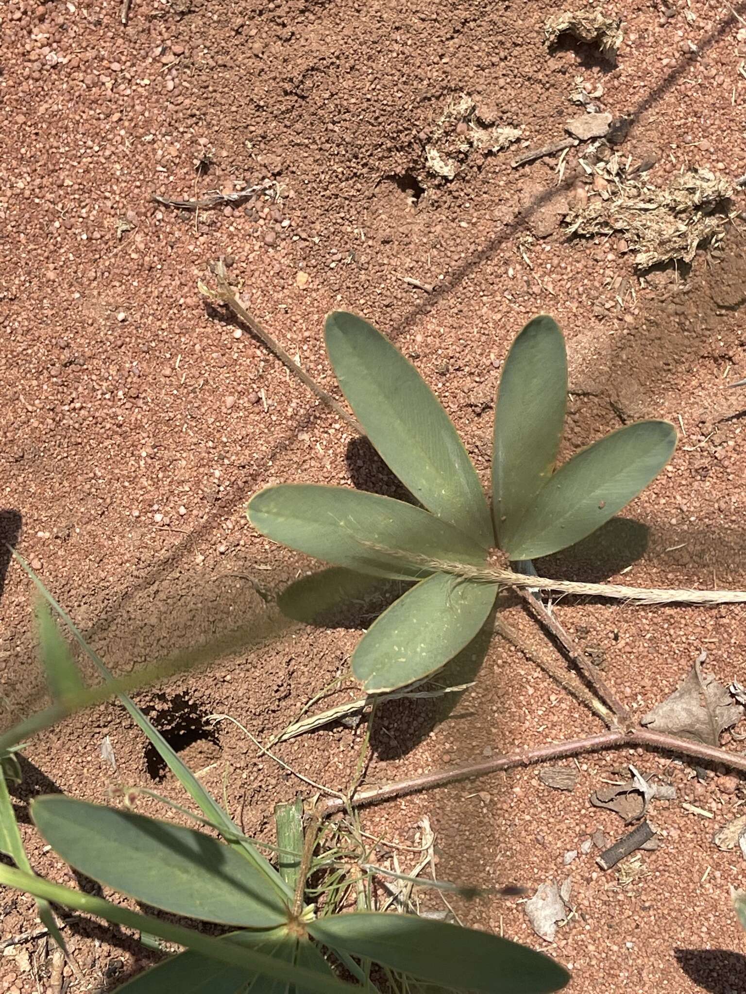 Image of Tephrosia lupinifolia DC.