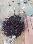 Image of Spiny Sea Urchin