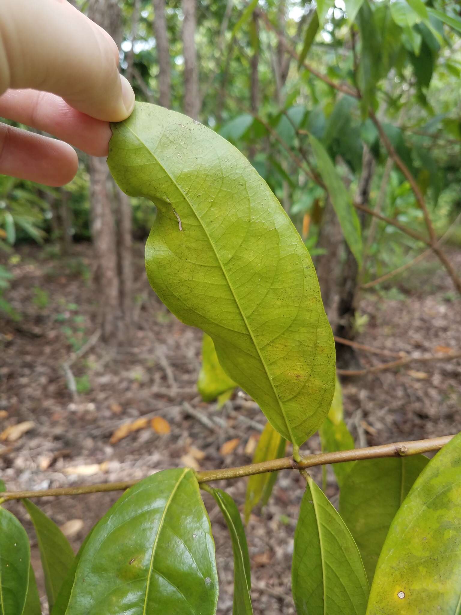 Image of Phaleria clerodendron F. Müll. ex Benth.