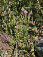 Zeltnera calycosa (Buckley) G. Mansion resmi