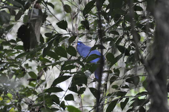 Plancia ëd Coua caerulea (Linnaeus 1766)