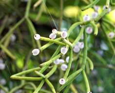 Image of Rhipsalis baccifera subsp. mauritiana (DC.) Barthlott