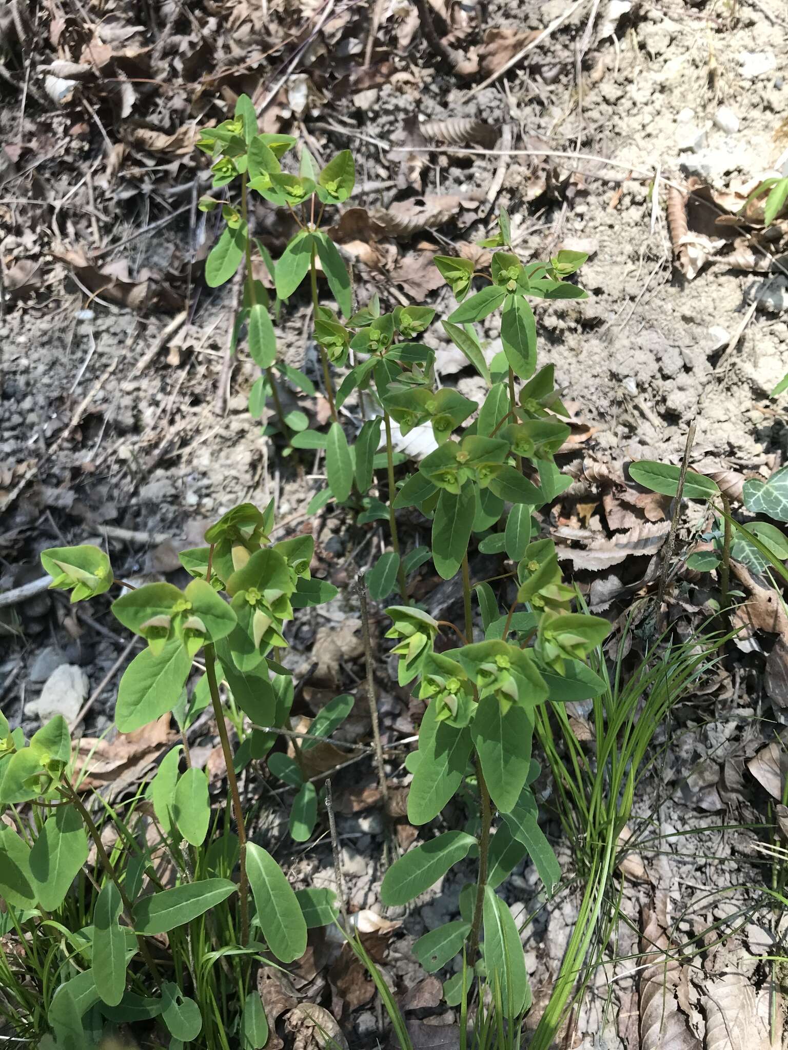 Image of sweet spurge