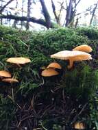 Image de Chrysomphalina aurantiaca (Peck) Redhead 1987