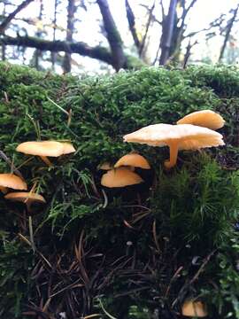 Image of Chrysomphalina aurantiaca (Peck) Redhead 1987