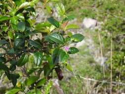 Image of Easter flower