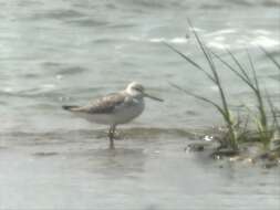 Image of Nordmann's Greenshank