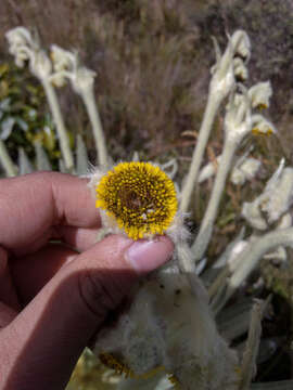 Image of Espeletia arbelaezii Cuatrec.