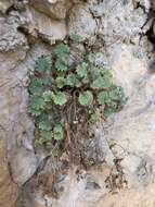 Image of geraniumleaf phacelia