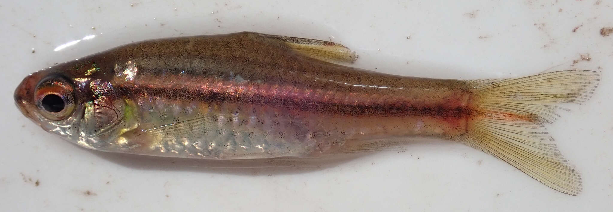 Image of Copperstripe barb