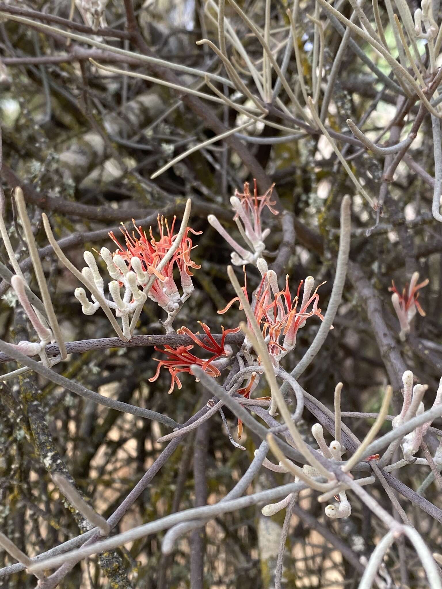 Amyema linophylla (Fenzl) Tieghem的圖片