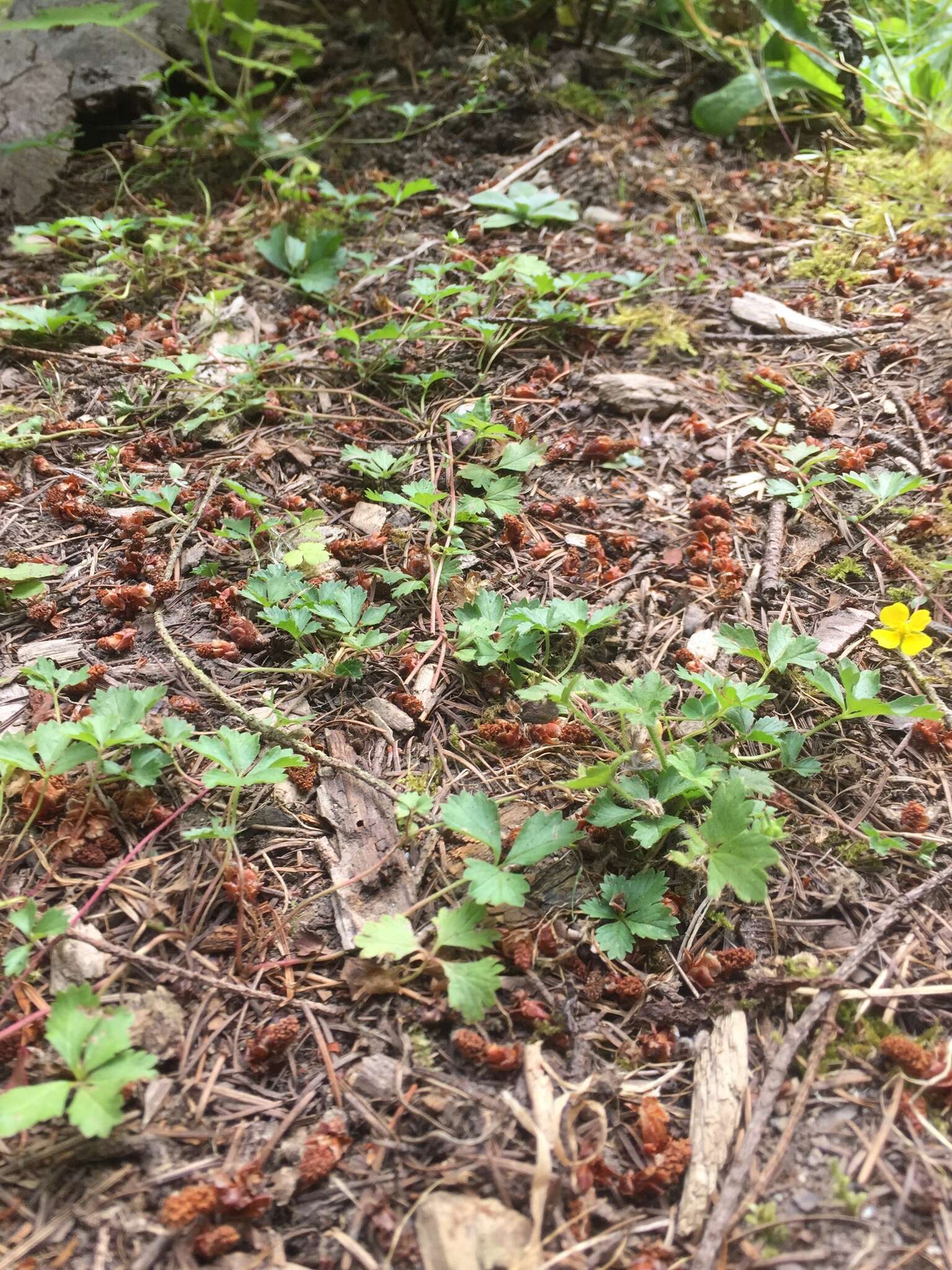 Image of English cinquefoil