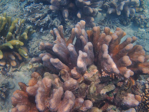 Image of Nuggety branching coral