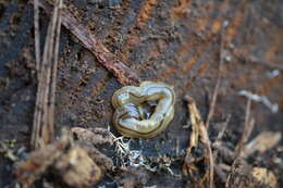 Image de Bipalium pennsylvanicum Ogren 1987