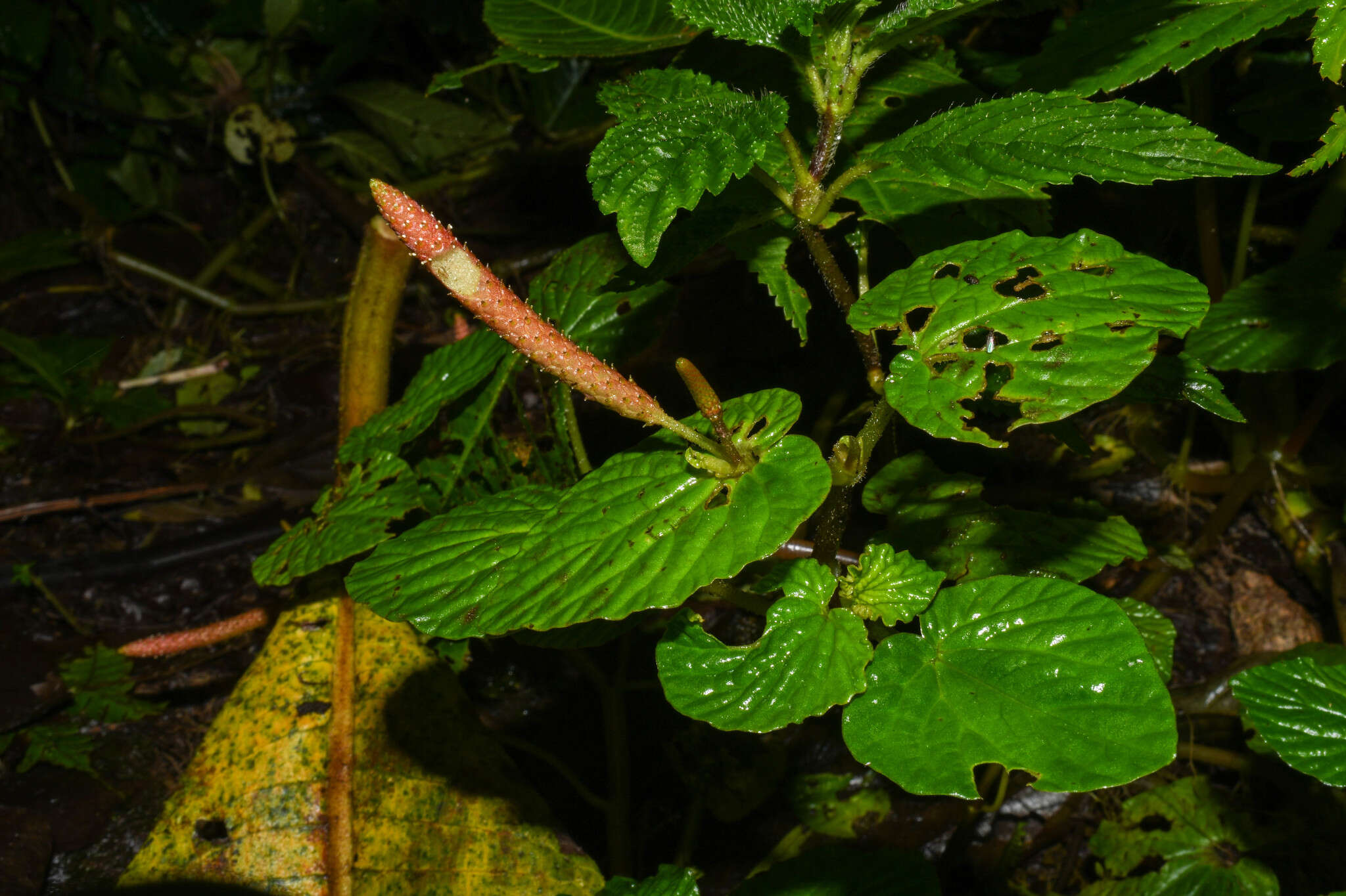 صورة Peperomia pachystachya C. DC.