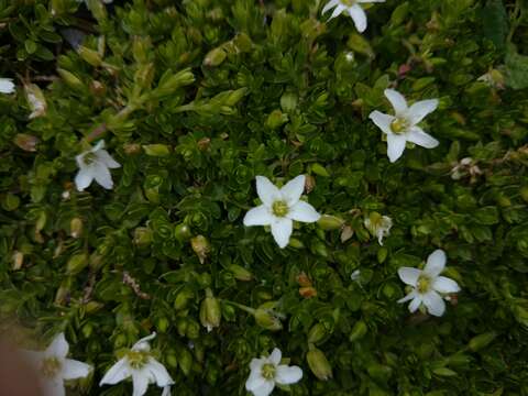 Image of Arenaria oresbia Greenm.