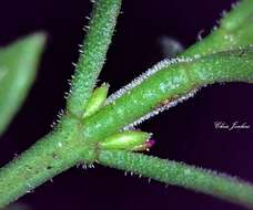 Image de Cyanothamnus nanus var. hyssopifolius