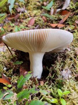 Image of Russula purpureotincta McNabb 1973