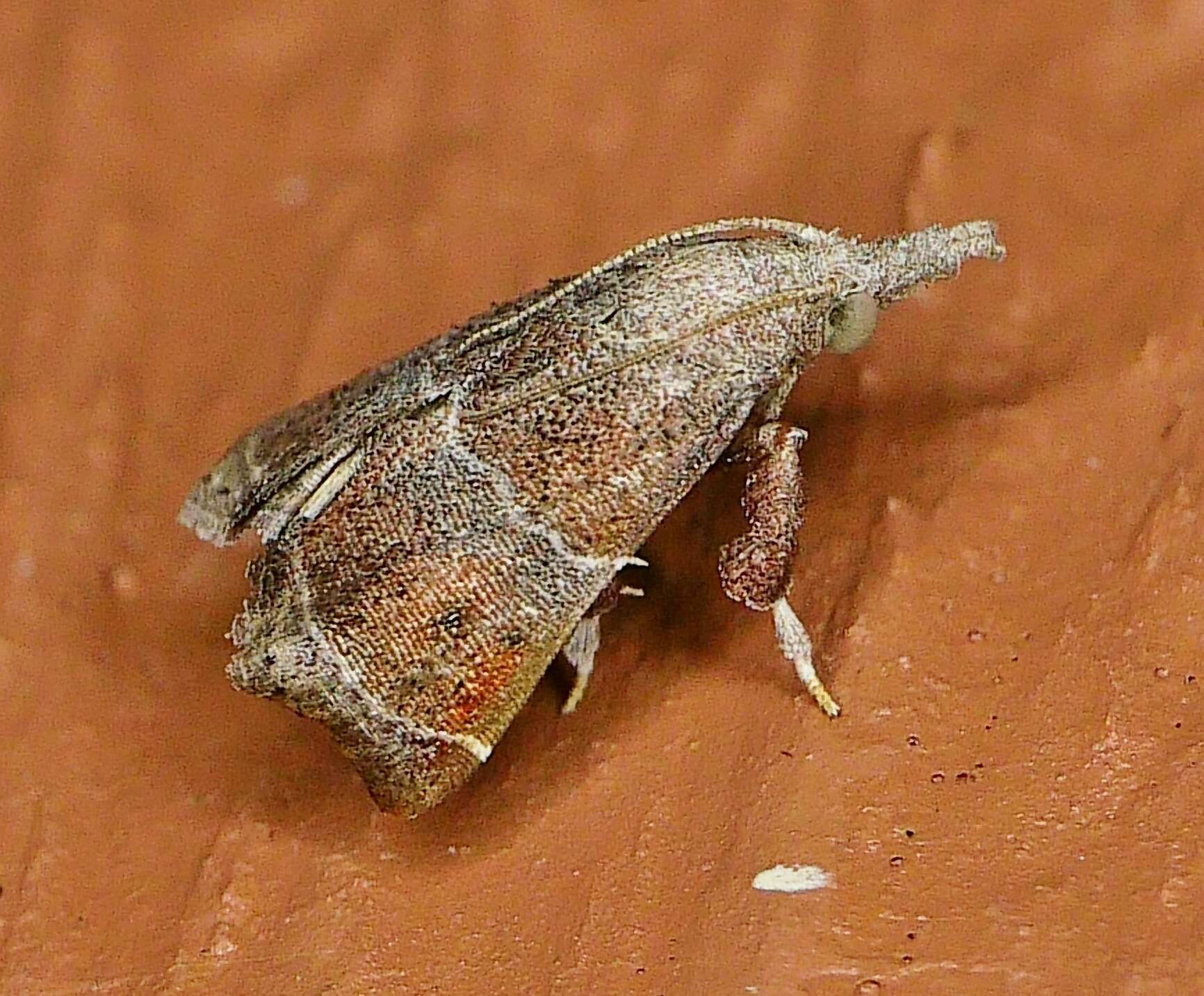 Streptopalpia minusculalis (Möschler 1890) resmi