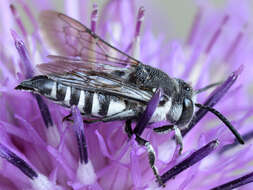 Image of Coelioxys conoideus (Illiger 1806)