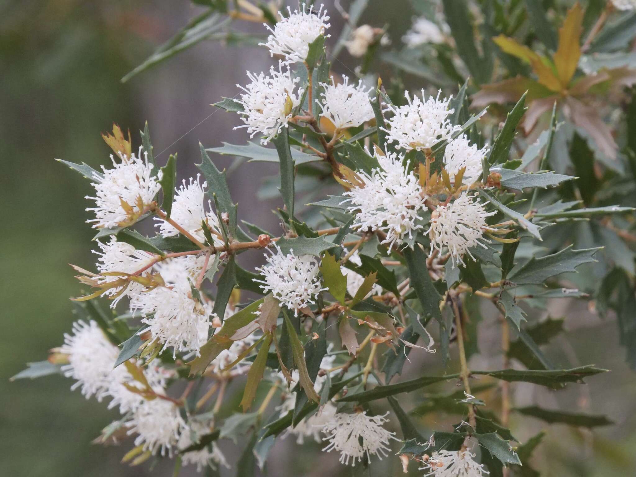 Imagem de Hakea florida R. Br.