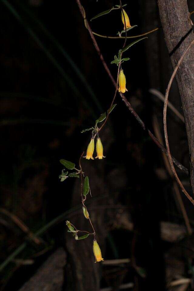 Слика од Marianthus bignoniaceus F. Müll.