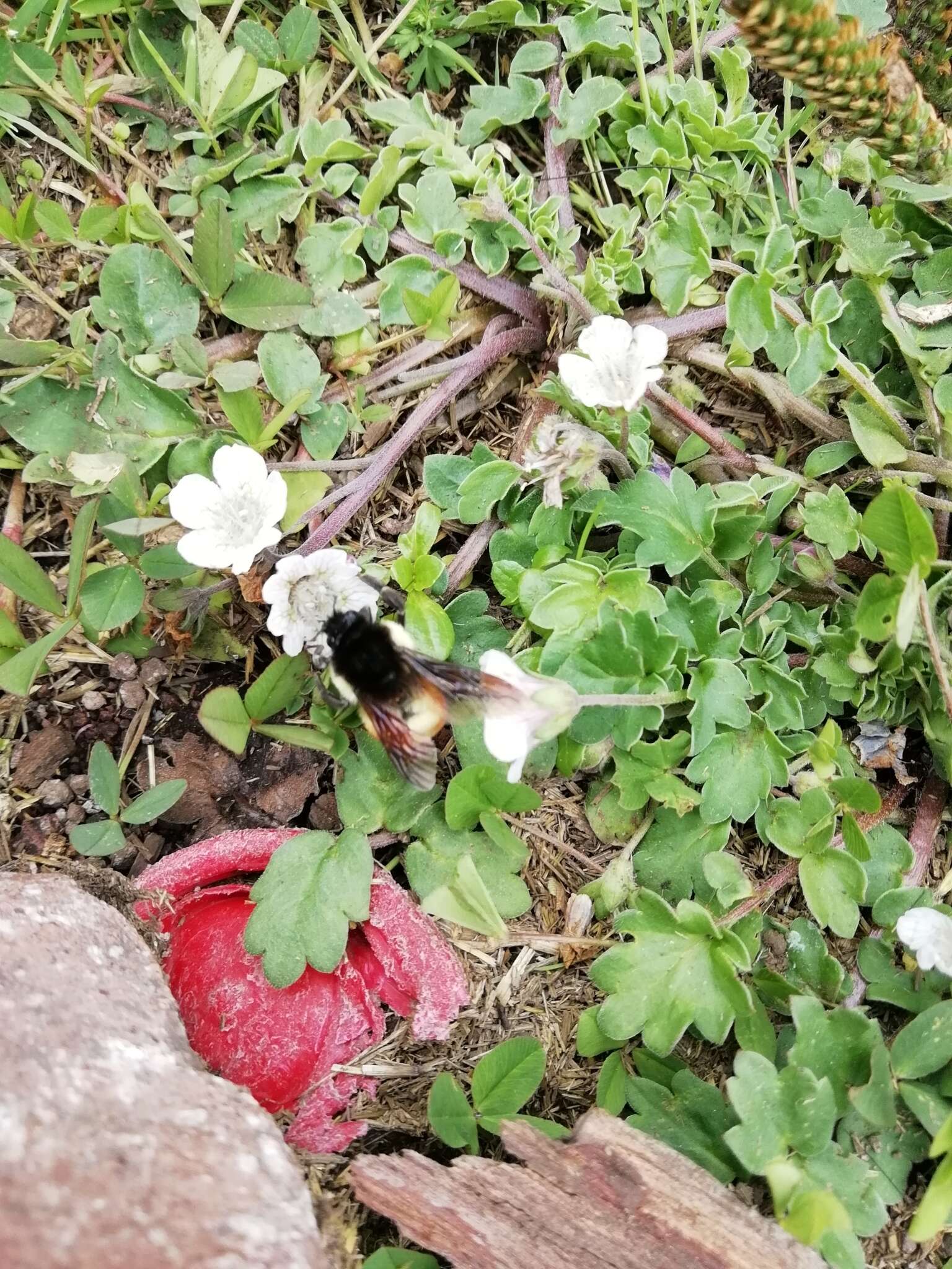 Bombus ephippiatus Say 1837 resmi