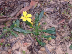 Image of Goodenia blackiana R. C. Carolin