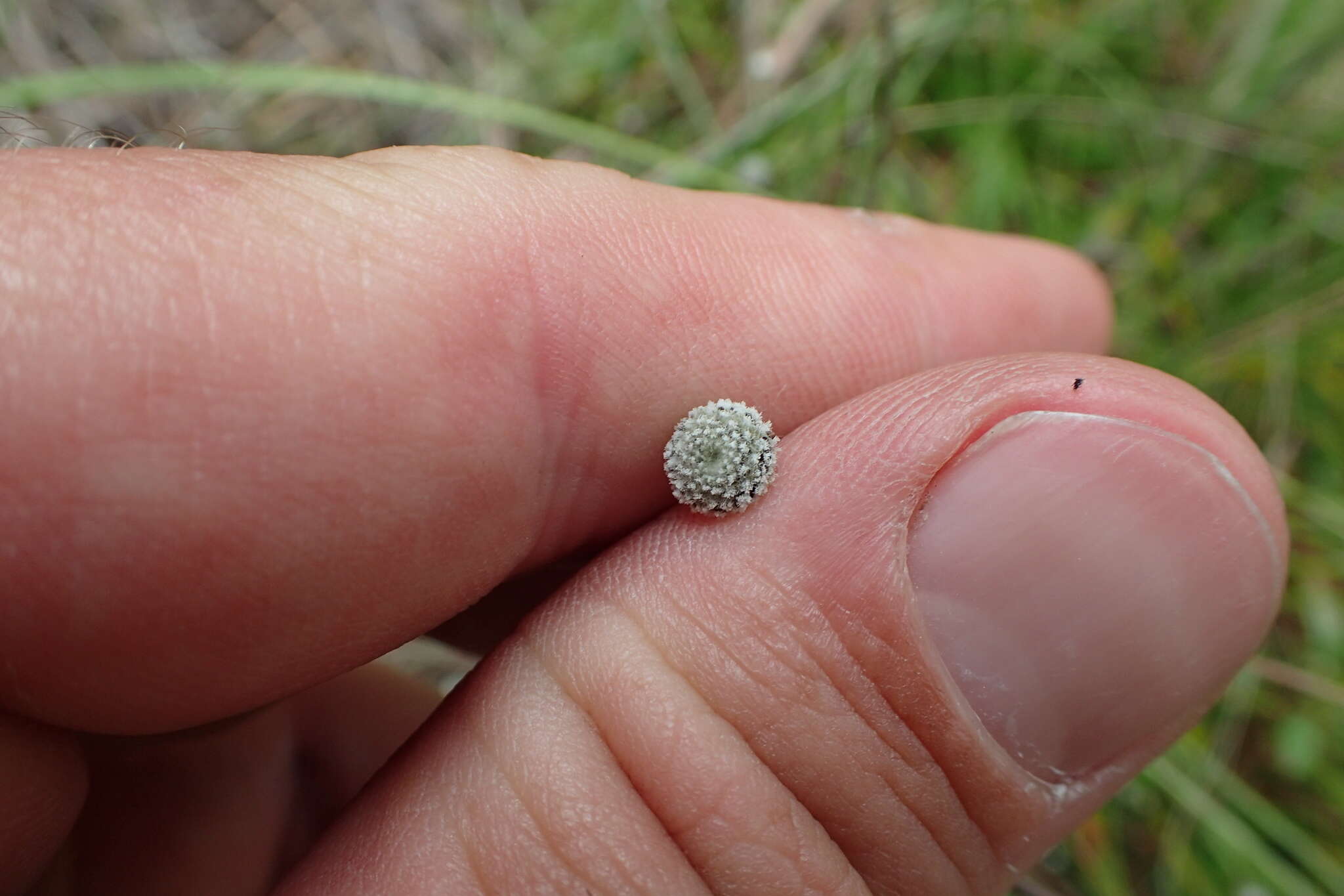 Image de Lachnocaulon anceps (Walter) Morong