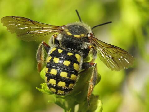 Image of Anthidium loti Perris 1852