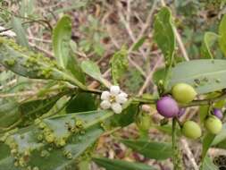 Myoporum boninense subsp. australe R. J. Chinnock resmi