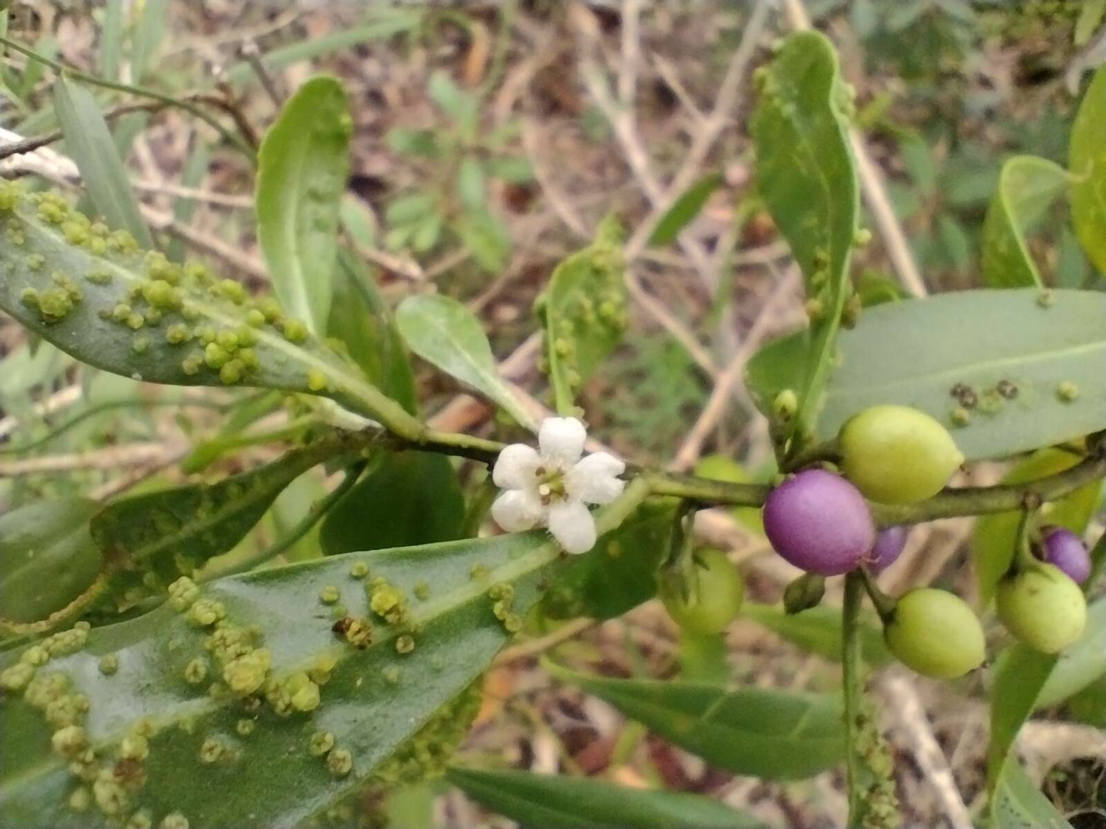 Myoporum boninense subsp. australe R. J. Chinnock resmi