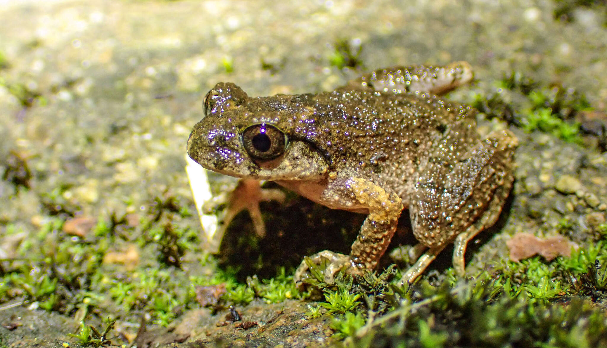 Image of Leptobrachella laui (Sung, Yang & Wang 2014)