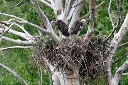 Imagem de Buteo jamaicensis calurus Cassin 1855