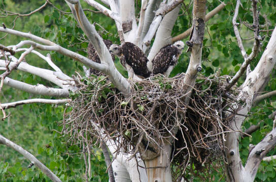 Image of Buteo jamaicensis calurus Cassin 1855