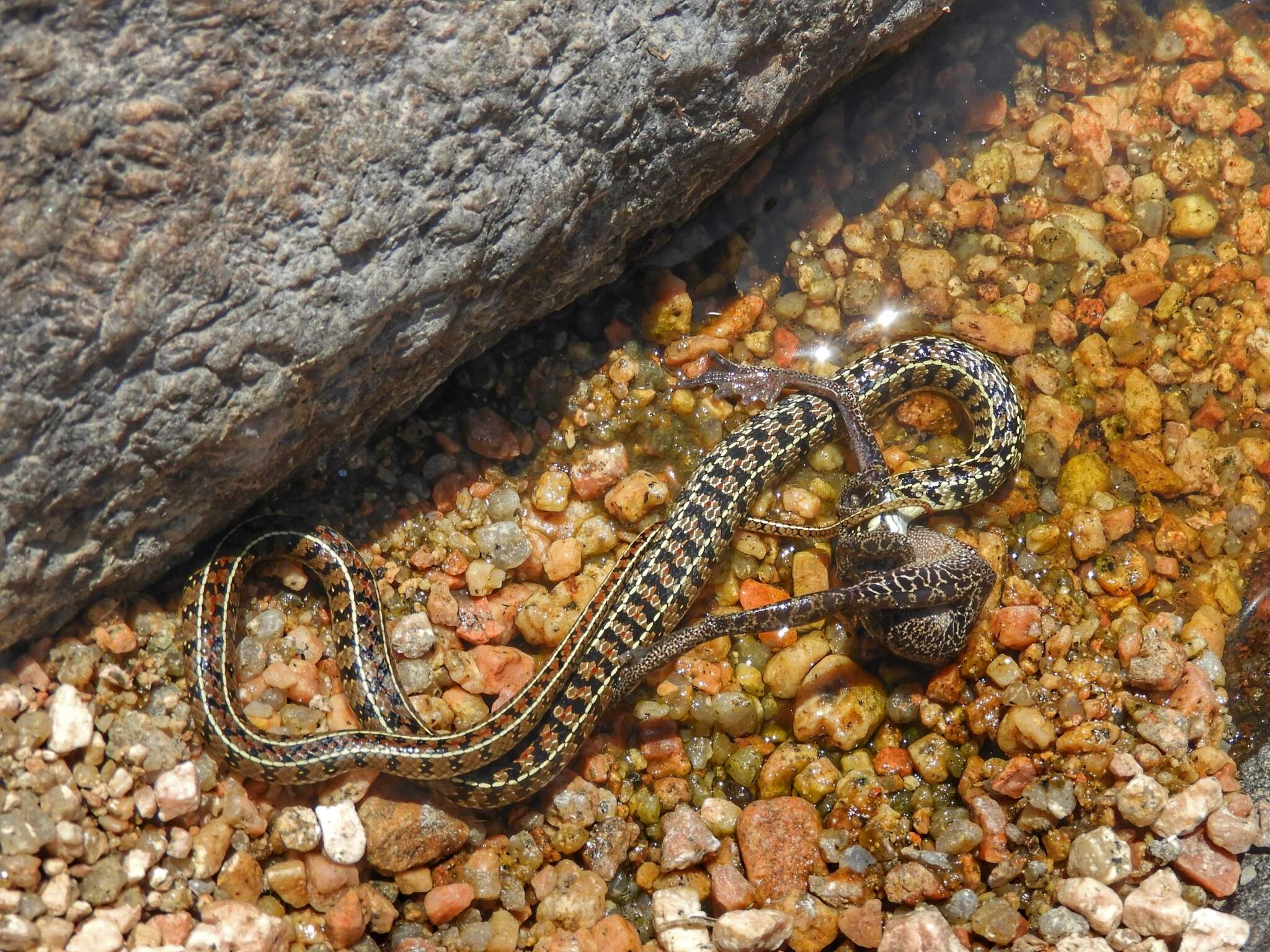 Слика од Lygophis vanzolinii (Dixon 1985)