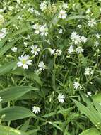 Image of field chickweed