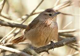 Image of Spot-breasted Thornbird