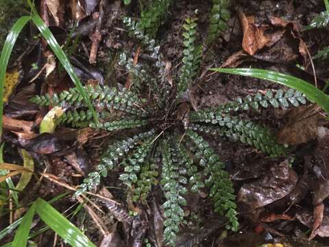 Слика од Austroblechnum membranaceum (Colenso ex Hook.) Gasper & V. A. O. Dittrich