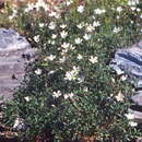 Image of Cerastium igoschiniae Pobed.