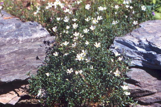 Plancia ëd Cerastium igoschiniae Pobed.